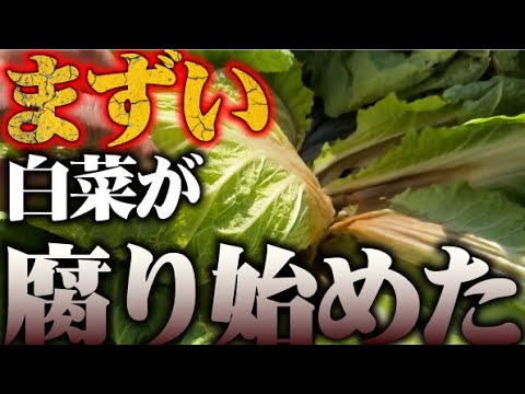 【白菜が腐り始めましたので対策します】【窒素過多】【白菜】【生理障害】【病気】