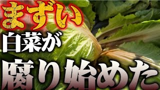 【白菜が腐り始めましたので対策します】【窒素過多】【白菜】【生理障害】【病気】