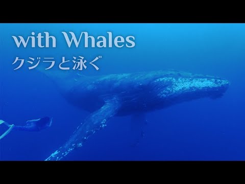 奄美大島ホエールスイム：Swimming with Humpback Whales! (Freediving in Japan, Amami, 2017)