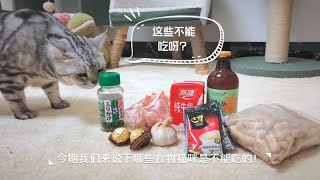 哪些食物是猫咪不能吃的？