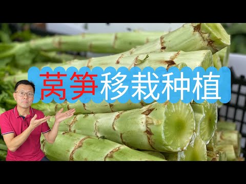 莴笋移栽种植：室外定植，如何准备土壤？底肥怎么加？看看我是怎么做的。