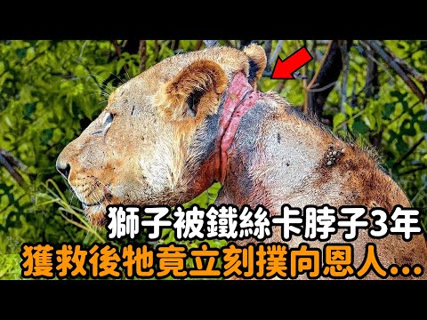 The lion was stuck in the neck with iron wire for 3 years  and was rescued when he was dying. Then