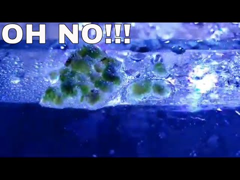 What's happening in my marine aquarium