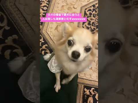 久々に愛犬に会ったら自分湯婆婆すぎたwwww