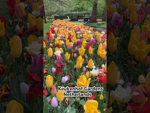 Keukenhof Gardens #flowers #nature #relaxingmusic #music #travel #travelvlog  #trending #meditation