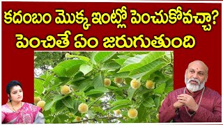 కదంబం మొక్క ఇంట్లో పెంచుకోవచ్చా? | Kadambam Flower Benefits | NanajiPatnaik Astrologer |Suprabhatam