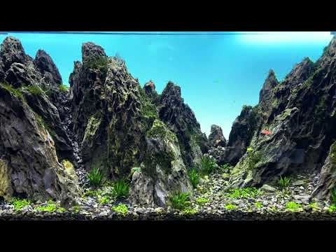 Immerse Yourself in the Scenic Clif Style Aquascape| Pondon Aquarium