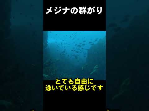 群がるメジナたち　 #水中映像 #群れ #メジナ