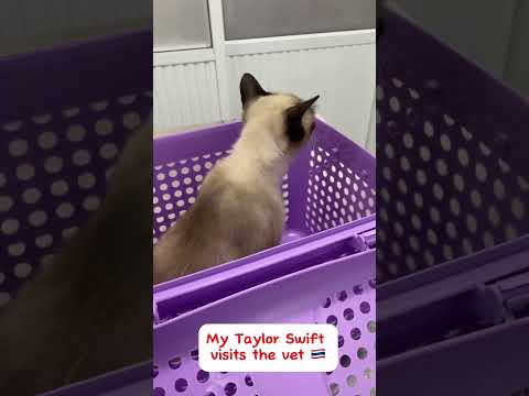 My Taylor Swift visits the vet | Wichien Maat Cat breed #cat #catlover #thailand