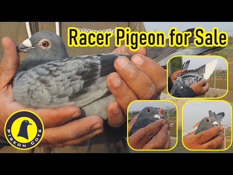 Racer Pigeon For Sale | Pigeon Cote | Waleed Alam | WhatsApp: 92 311 7666800