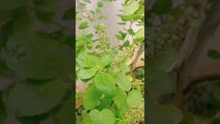 Tulsi/Basil #shorts #gardeningathome #tulsi #basil