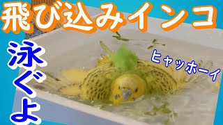 セキセイインコの水浴び方法　飛び込みインコ　【インコの飼い方】〈♯201〉