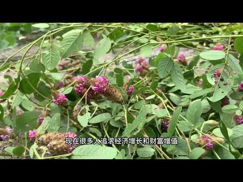 狸尾草：一位老人对它的见解，你们不知道吧