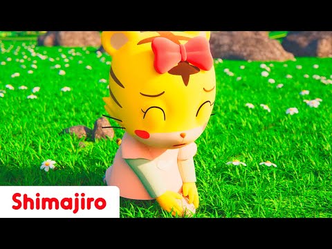 🚦🎶 Be Careful & Stay Safe! | 🛡️ Safety Tips with Shimajiro 🐯 | Fun Songs for Kids 🎶