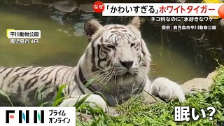 【なぜ】「かわいすぎる」ホワイトタイガー　ネコ科なのに“水好きなワケ”