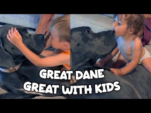 Great Dane - Great With Kids