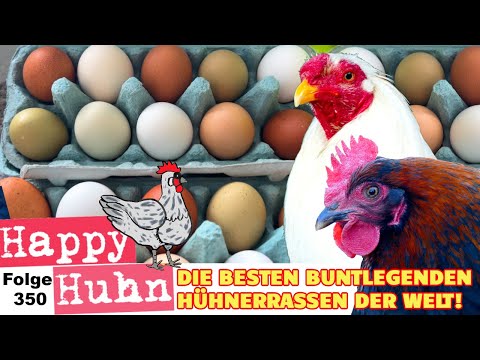 Die 12 besten Hühnerrassen für bunte Eier! Araucana, Marans, Silverudds Blå, Legbar HAPPY HUHN E350