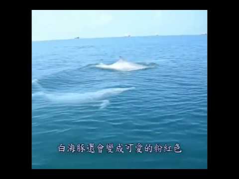 中華白海豚 - 媽祖魚 白海豚 保育類 短片