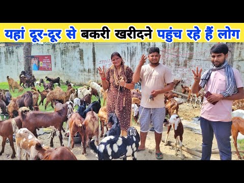 यहां दूर-दूर से बकरी खरीदने आ रहे हैं लोग | Goat for sale