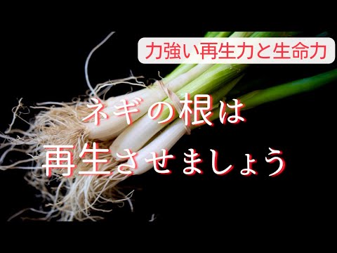 【根があれば再収穫できる】ネギの根は再生させましょう。力強い再生力と生命力！