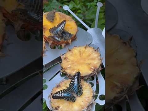 Tropical butterflies in the Butterfly Garden at Changi Airport in Singapore ❤️