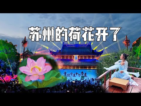 小黑兔禅修纪（十二）：很爱夏季的苏州荷花节，莲之爱同予者何人 The Lotus Music Concert in the summer of Suzhou China