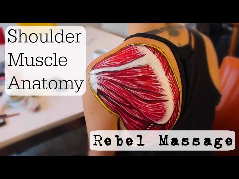 Shoulder Muscle Anatomy!