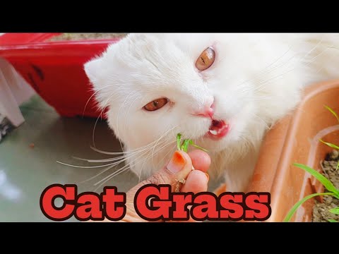 Some wonderful moments of parrots and cats! Amazing sight of cat eating grass!