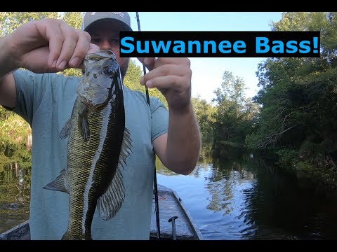 Catching Suwannee Bass, Gator Tail Extreme GTR40XD