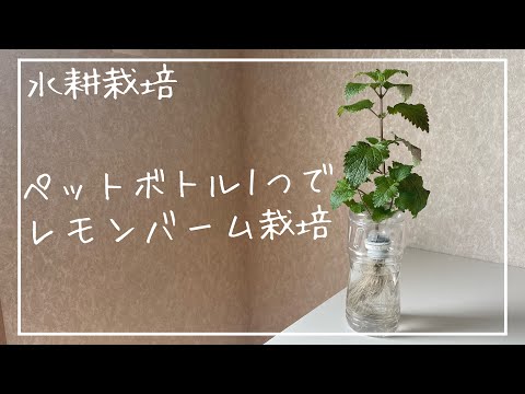 【水耕栽培】ペットボトルを使ってレモンバームを育てる／Grow lemon balm using a plastic bottle