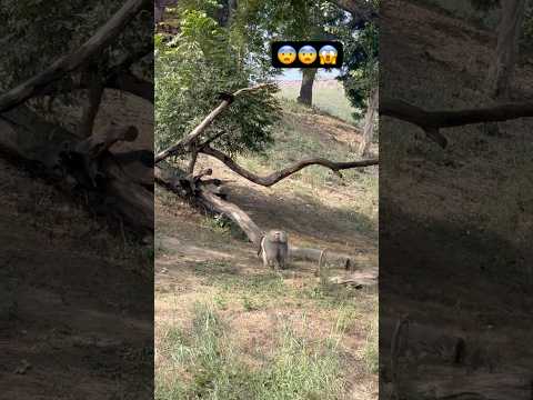 Baboon 😱#viralvideo #shorts #shortvideo #youtubeshorts #video #viralshorts #nature #tiger #zoo