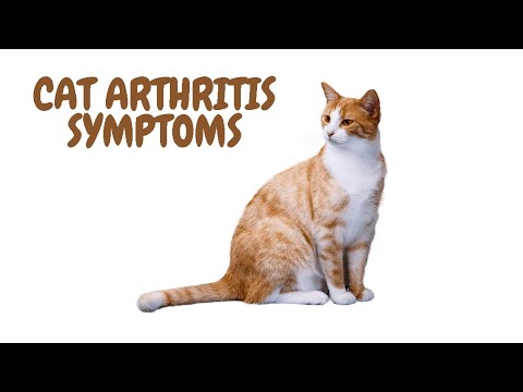 Cat Arthritis Symptoms