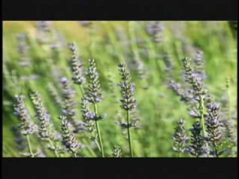 Forever Aroma Spa Collection.flv