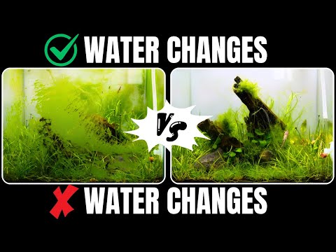 I Tested ''NO WATER CHANGES'' And Here's What Happened!