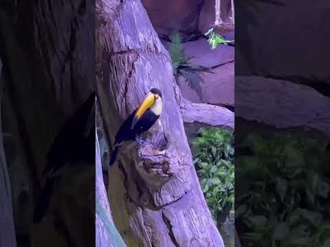 Toucan Bird 🦜- National Aquarium Abu Dhabi