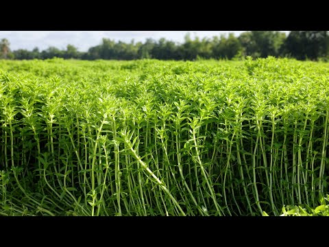 How To Grow Rice Paddy Herb and Harvesting in My Village