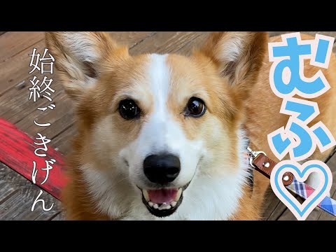 愛犬と素敵カフェに行ったらご機嫌すぎました