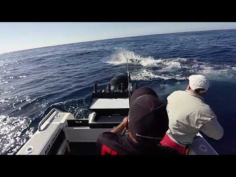 Jump Around on a Bar Crusher Boat:  Fishing for Marlin