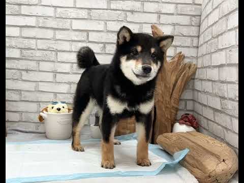 Black and Tan Shiba Inu - Boba