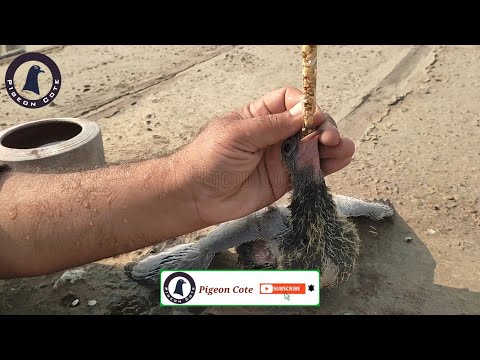 Pigeon Chicks Hand Feed | Kabootaron Ke Bacho Ki Hath Se Palwai | Pigeon Cote | Waleed Alam