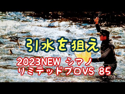 鮎釣り  盛期の九頭竜川中部が面白い【2023newリミテッドプロVS /シマノ】