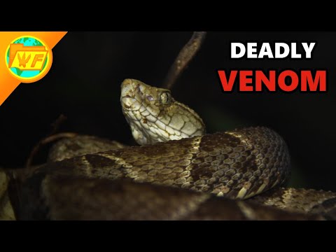 Finding Costa Rica's DEADLIEST Animals