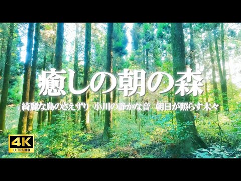 癒しの朝の森：小川のせせらぎ、水の音、綺麗な鳥のさえずり、臨場感、森の音 / 緊張緩和、読書、デスクワークなどにご活用ください【自然音,ASMR,4K,relaxing  nature sounds】