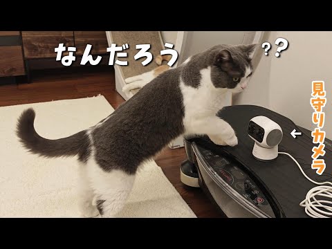 留守番中や深夜の猫は何をしているの？見守りカメラ設置してみました　904話