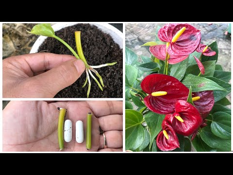 Instructions for using Anthurium Andreanum leaf petioles for propagation