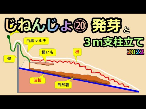 【楽々】波板自然薯ななめ栽培⑳ 発芽と３ｍ柳の支柱立て 2022