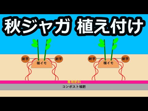 【秋ジャガイモの植え付け 2021】腐り芋から救出した種芋も植えてみました