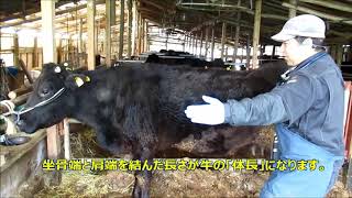 牛の各部位の名称　The name of each part of a cow