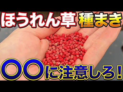 【発芽率アップ！】ほうれん草の種を蒔く時に意識する事について