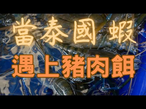 當泰國蝦遇到豬肉餌？究竟會擦出什麼火花